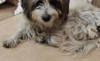 Centro Clínico Veterinario Valero