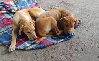 El Bressolet Veterinari