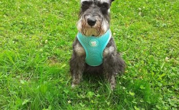 Centro Veterinario Kennel