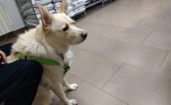 Centre Veterinari Centelles