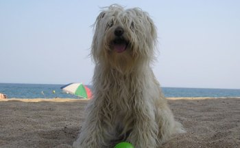 Clínica Veterinària Verneda (VETERALIA)