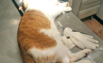 Centro Veterinario Tarancón