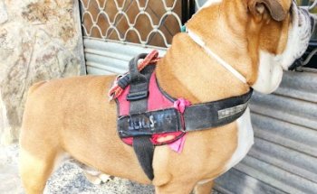 Clínica veterinaria animaleando