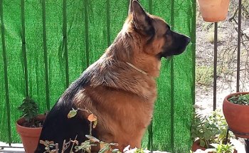 Neovet's Clínica Veterinària