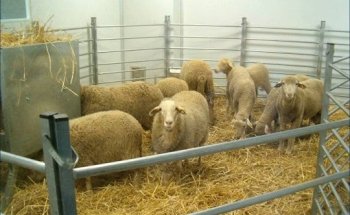 Centro de Vigilancia Sanitaria Veterinaria (VISAVET) U.C.M.