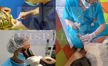 HISPALVET VETERINARIOS