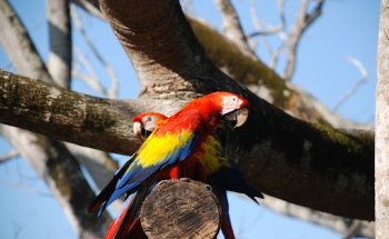 Veterinario Exóticos Sevilla
