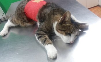 Clínica Veterinaria Galizano