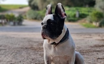 Clínica Veterinaria Taraguilla