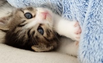 Centre Veterinari Bestioles