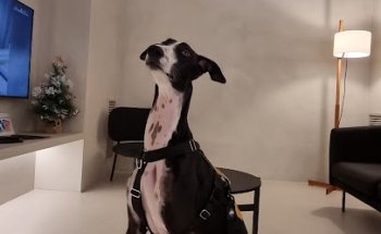 Clínica Veterinaria Gran Vía