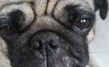 Clínica Veterinària Dr. Albó