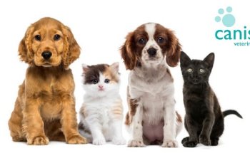 Canis Veterinària