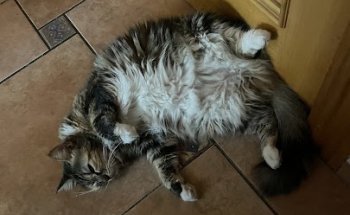 Anima'ls Clínica Veterinària