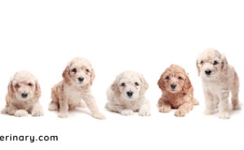 COC Veterinary Torredelcampo