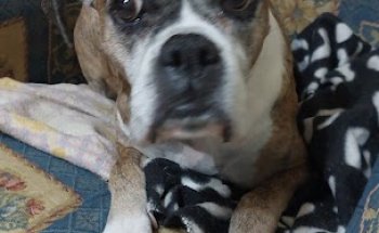 Clínica Veterinaria Argos