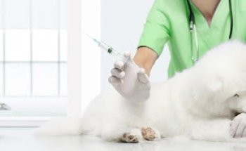 Clinica Veterinaria Mistercan