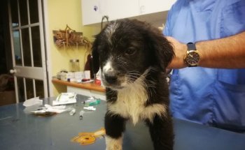 Clínica Veterinaria Dolittle