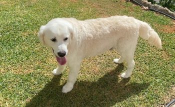 MiVet Clínica Veterinaria Torrox