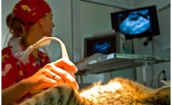 Wecan Sur Centro Veterinario