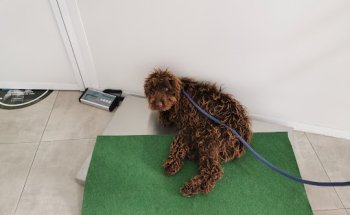 Centro Veterinario RAZAS