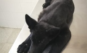 Centro Veterinario Valdemorillo