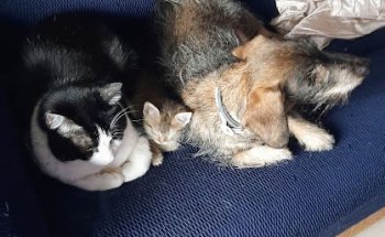 Clinica Veterinaria ValdeVet