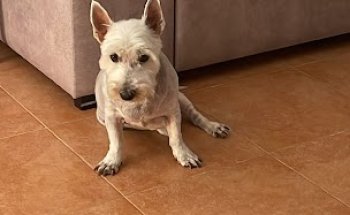 Clínica Veterinaria Beturia