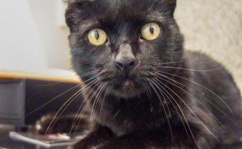 Clínica Veterinária do Alto