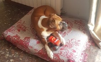 Clínica Veterinaria Vallirana