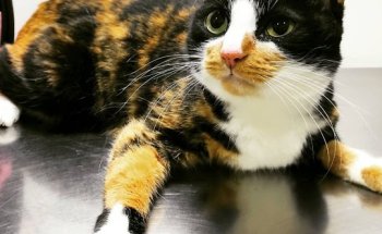 Centre Veterinari Quatre Potes