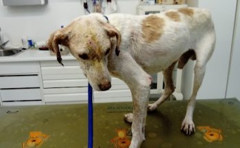 Centro Veterinario Don Can