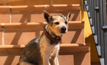 María José Veterinaria - Servicio a domicilio