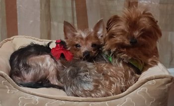 Cevecam Centro Veterinario