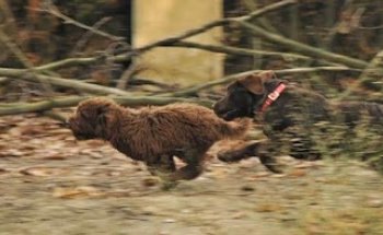Centro Veterinario Arm