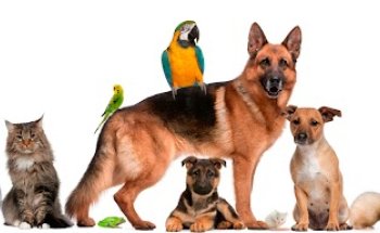 Clínica Veterinaria Fauna Granada