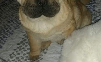 Centro Veterinario MG