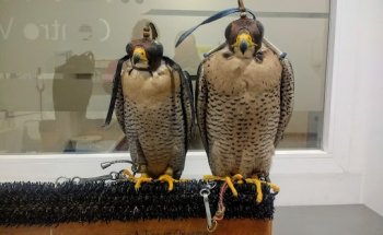 Veterinario Exóticos Granada