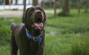 Centro Veterinario Lidercan