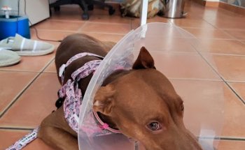 Clínica Veterinaria La Flamenca