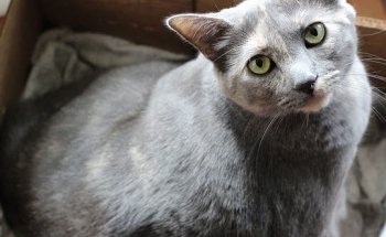 Centro Veterinario Europa