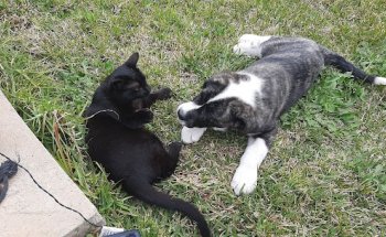 Clínica Veterinaria Calicanto