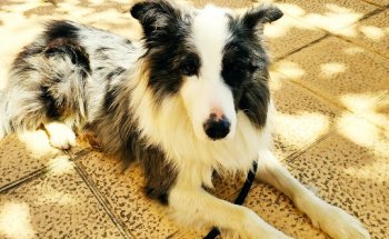 CLÍNICA VETERINARIA LANDA