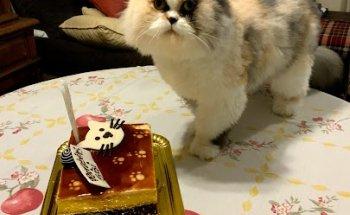 Clínica Veterinária - Mania dos Bichos