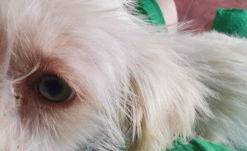 Clínica Veterinária Dr. Pedro Ribeiro