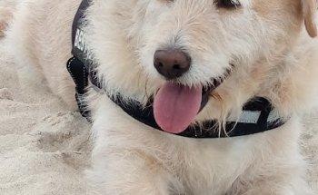 Clínica Veterinária do Crestelo