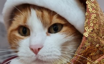 Clinica Veterinaria Anavets