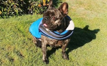 Clínica Veterinaria Villalbilla