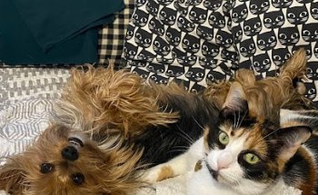 Clínica Veterinaria Entre Mascotas