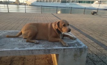 Clínica Veterinaria Campos Elíseos